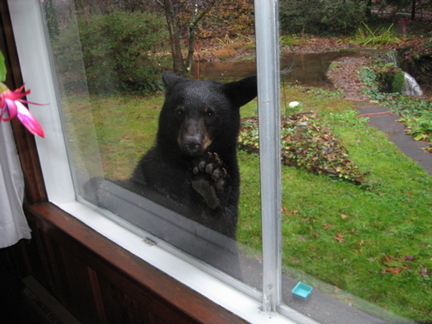 bear looking in window